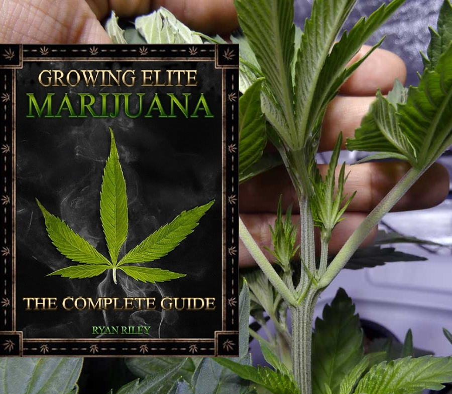 How to grow weed with this world famous guide, indoors or outdoors for beginners with these tips and tricks.
